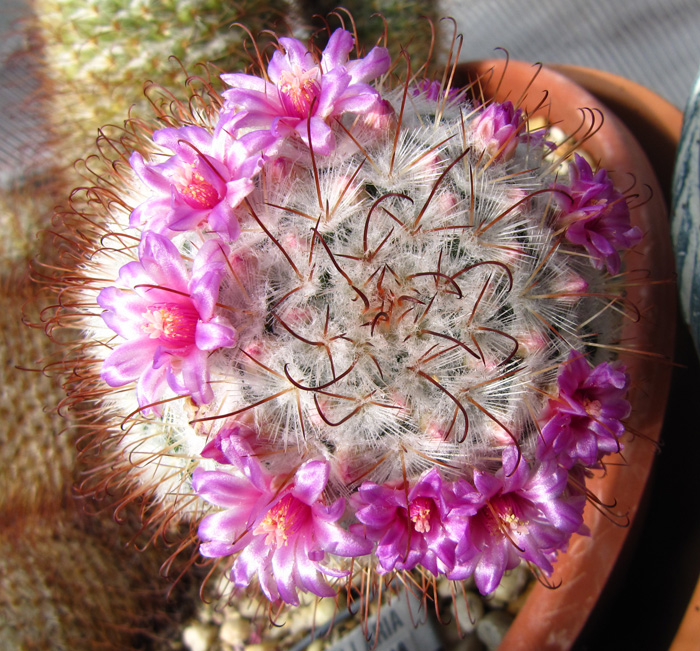 Mammillaria bombycina flower closeup